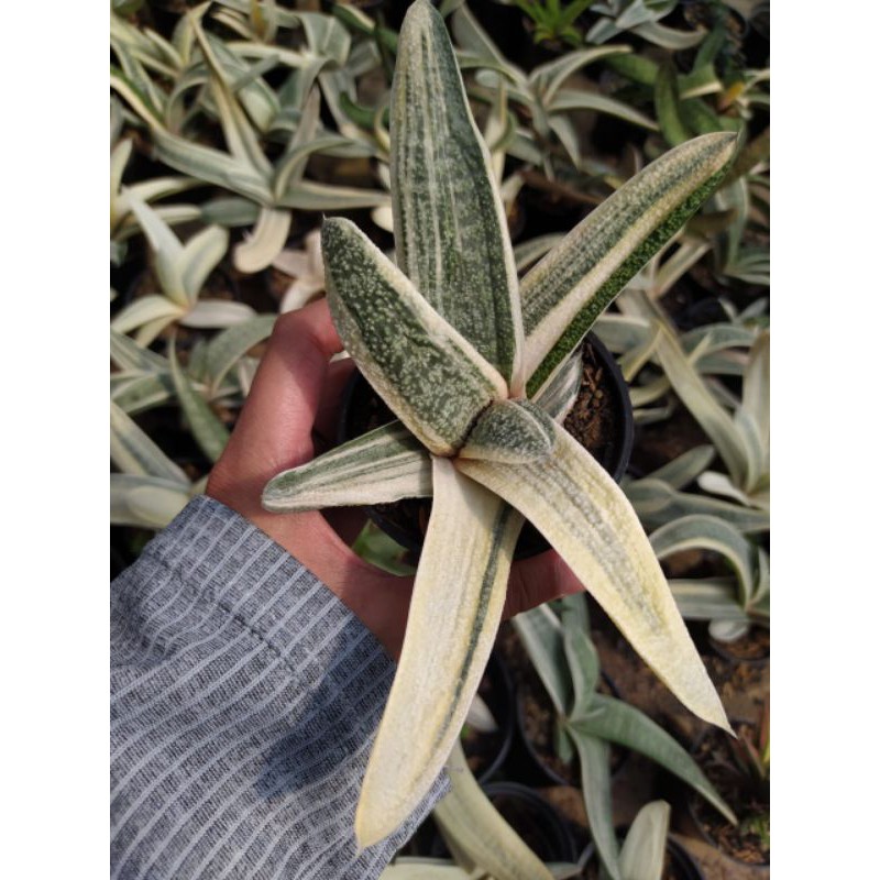 gasteria batesiana variegata
