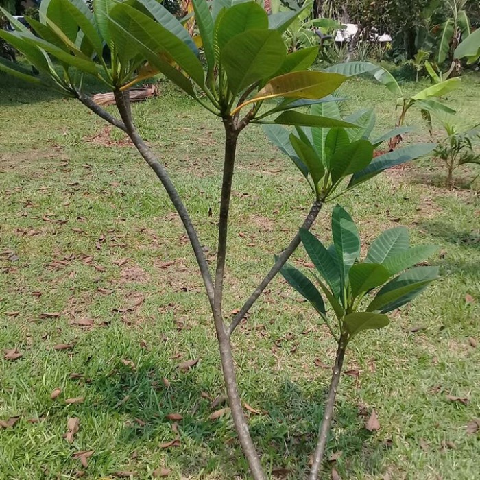 pohon kamboja bunga ping tinggi 1 meter