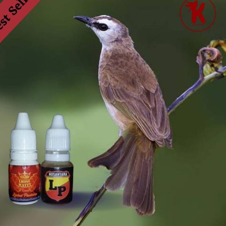 eg✭Kirim Sekarang➬ vitamin trucukan doping burung trucuk LP 59