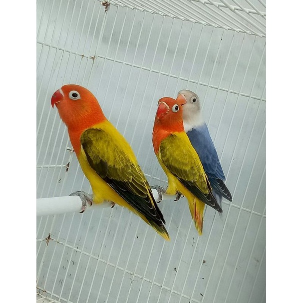 burung Lovebird biola euwing gold