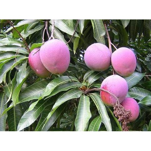 BIBIT BUAH BIBIT TANAMAN BUAH MANGGA MADU ANGGUR @_@