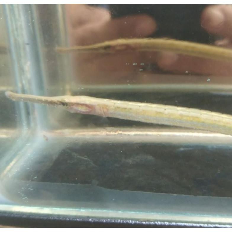 Diskon Ikan Antik Hias Tangkur Buaya Aquascape
