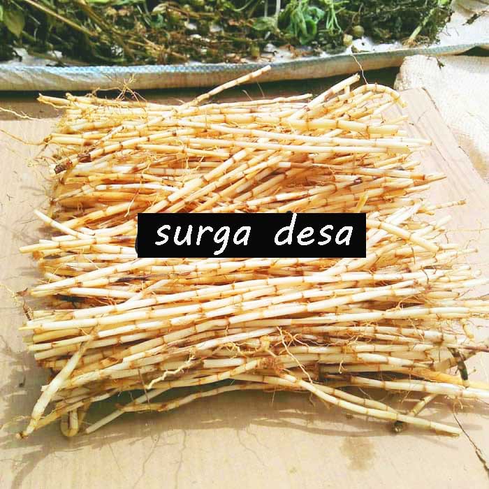 

Akar alang alang 1 kg akar alang-alang 1 kg segar
