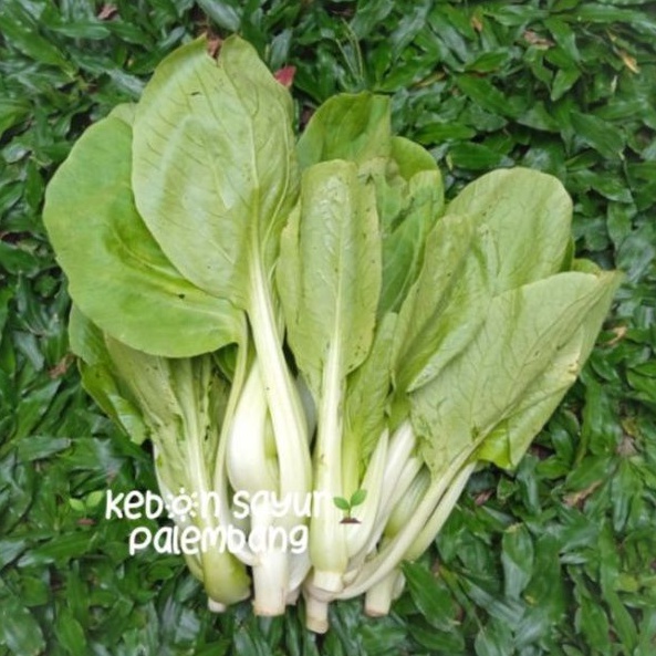 

Kebun Sayur Pokcoy 1 ikat