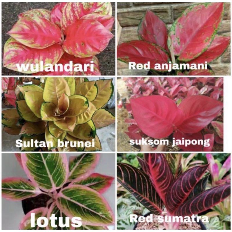 promo bonggol aglonema paket 6 bonggol aglonema terbaik