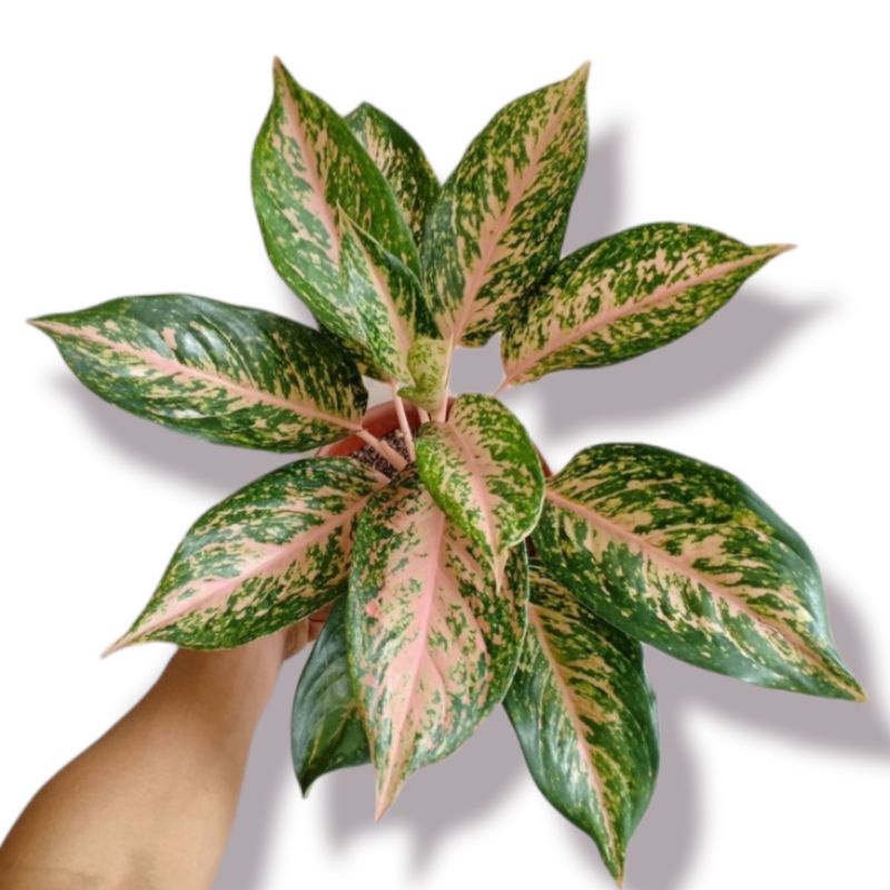 silver bell ( tanaman hias aglonema silver bell ) bisa COD✅