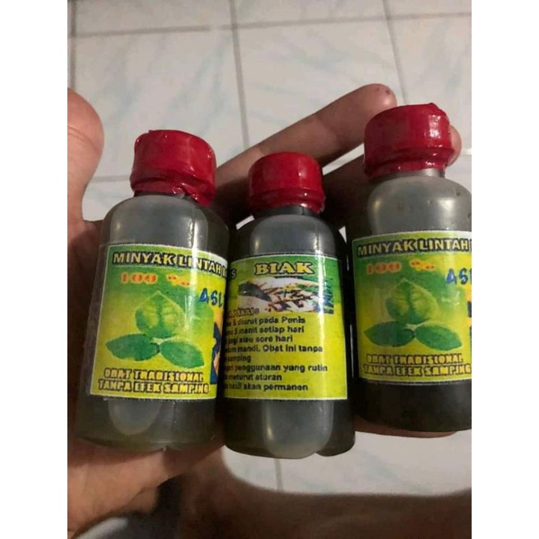 minyak lintah Daun bungkus tiga jari