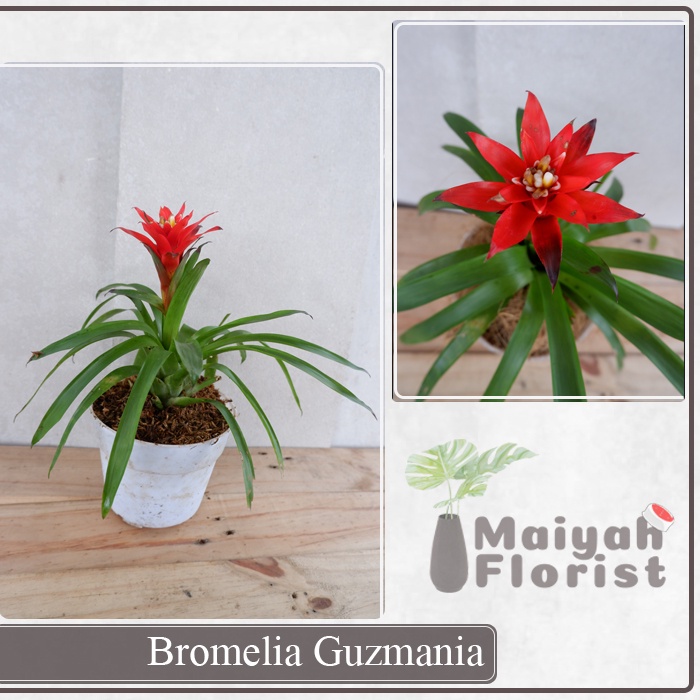 Bromelia Guzmania - Tanaman Bunga