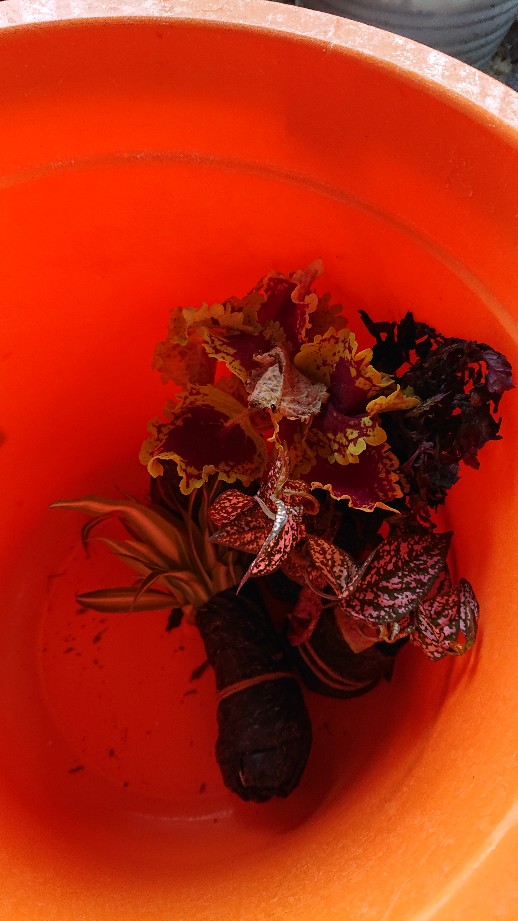 Tanaman Miana/ingler Daun Kecil / 1pcs / 150gram