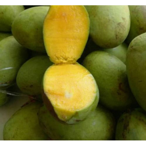 

Buah Mangga Kweni per 1 kg