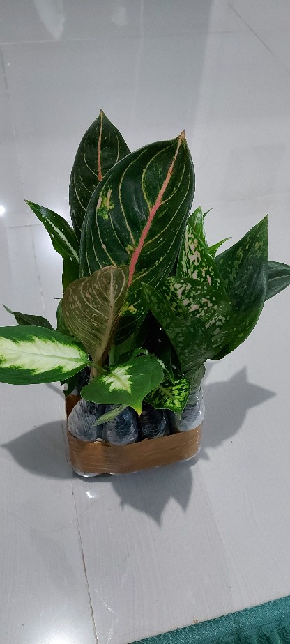 Jual  Tanaman Hias Aglonema Rotudum  _