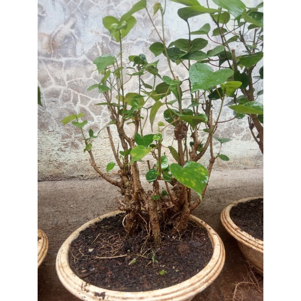 tanaman bonsai asli waru