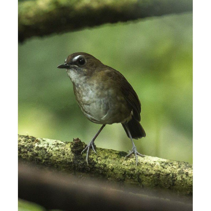 420 Gambar Burung Jongkangan Gratis Terbaru