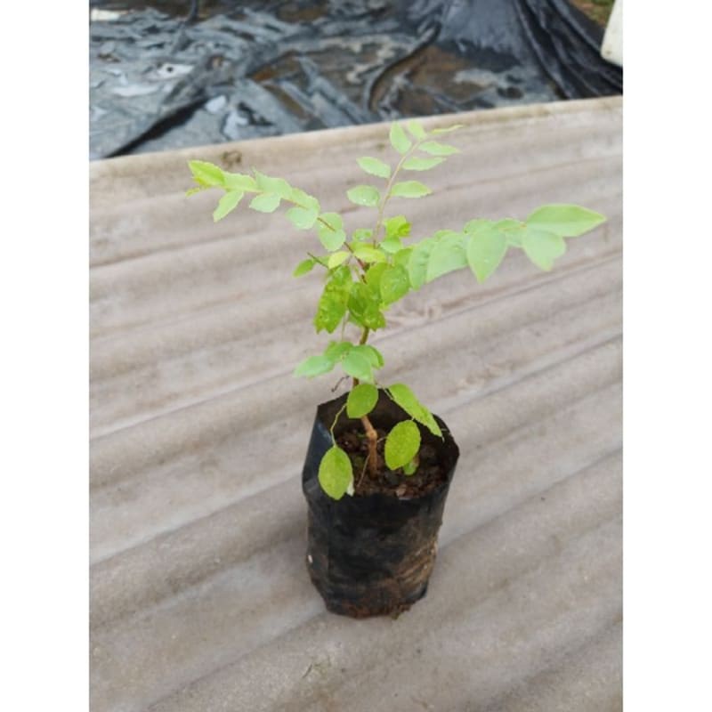 

bibit buah cermai Hasil Kebun Sendiri