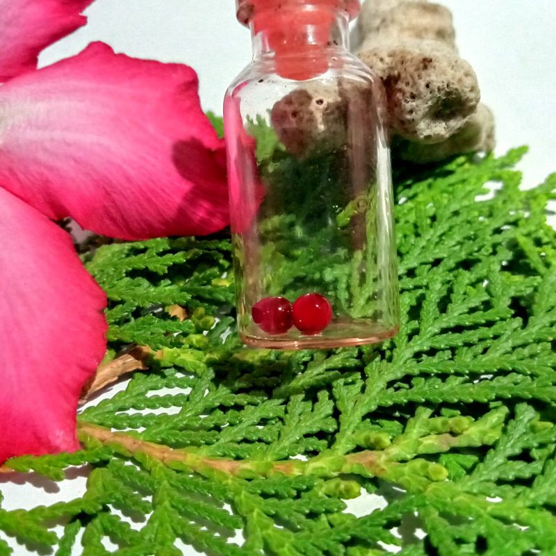 

Mustika kencono lipan