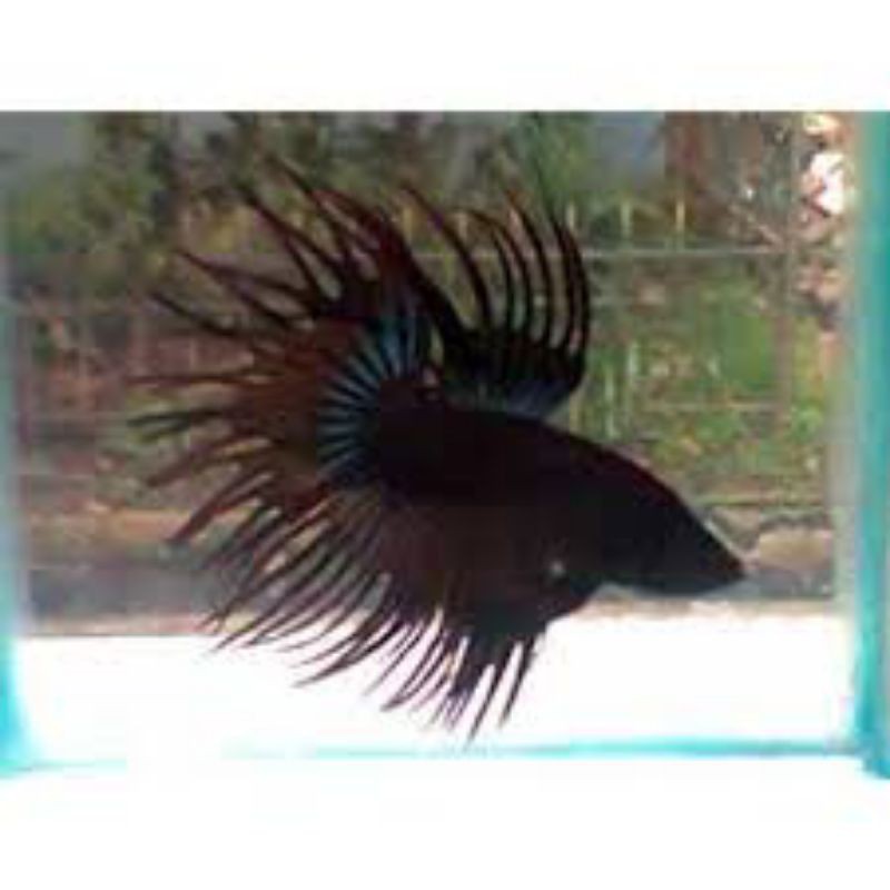 promo cupang ct maskot keren