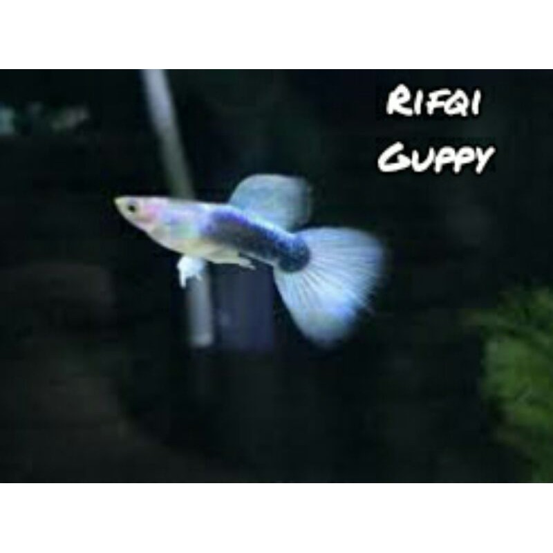 

Ikan Guppy HB White | White Tuxedo Ikan Hias