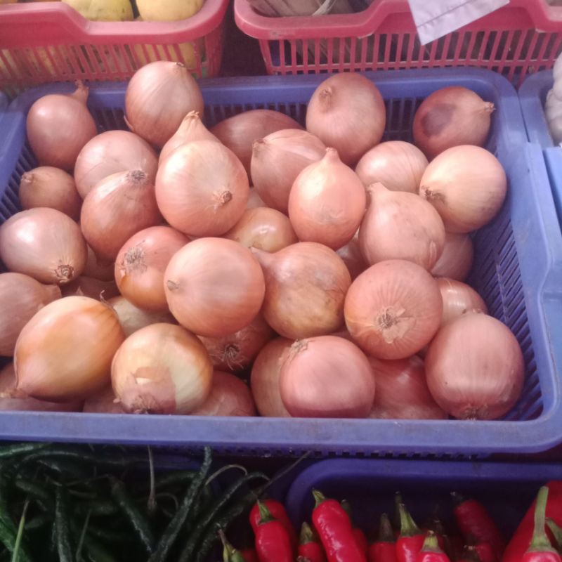 

bawang bombai
