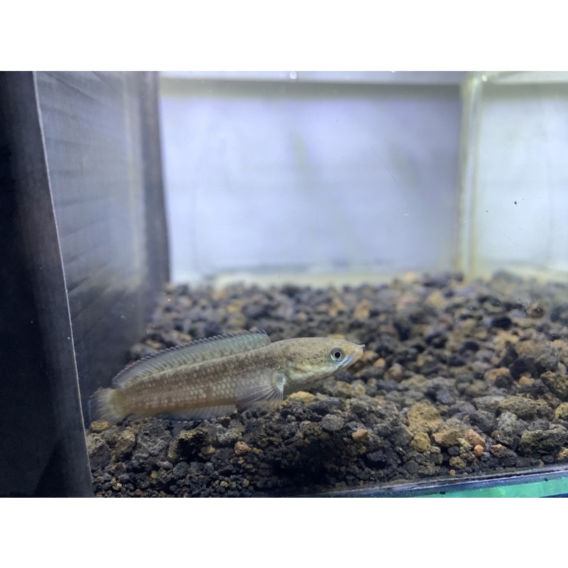 Ikan hias channa Andrao