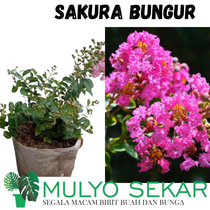 Bibit Bunga Sakura Bungur ( Lokal ) tanaman hias berbunga