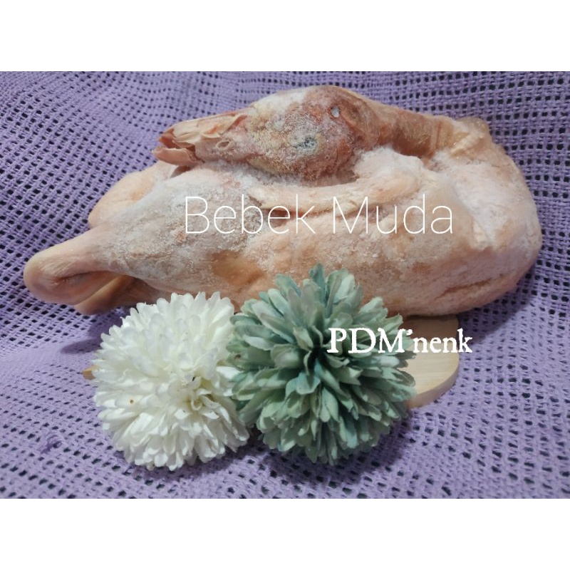 

Bebek / Bebek muda / Bebek Peking / Bebek murah 1.3 kg