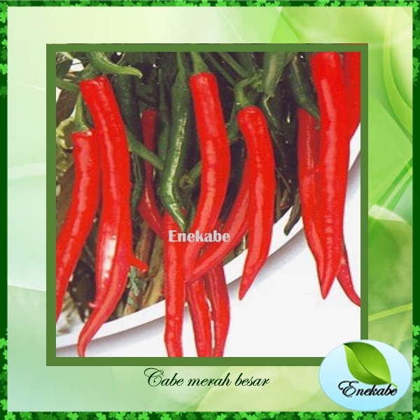 Bibit Cabe Merah Besar Bibit Tanaman Sayuran Bibit Cabe Merah (Repack)