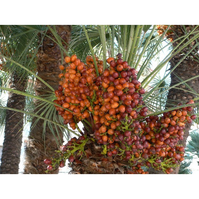 Bibit Tanaman Buah Kurma Ajwa