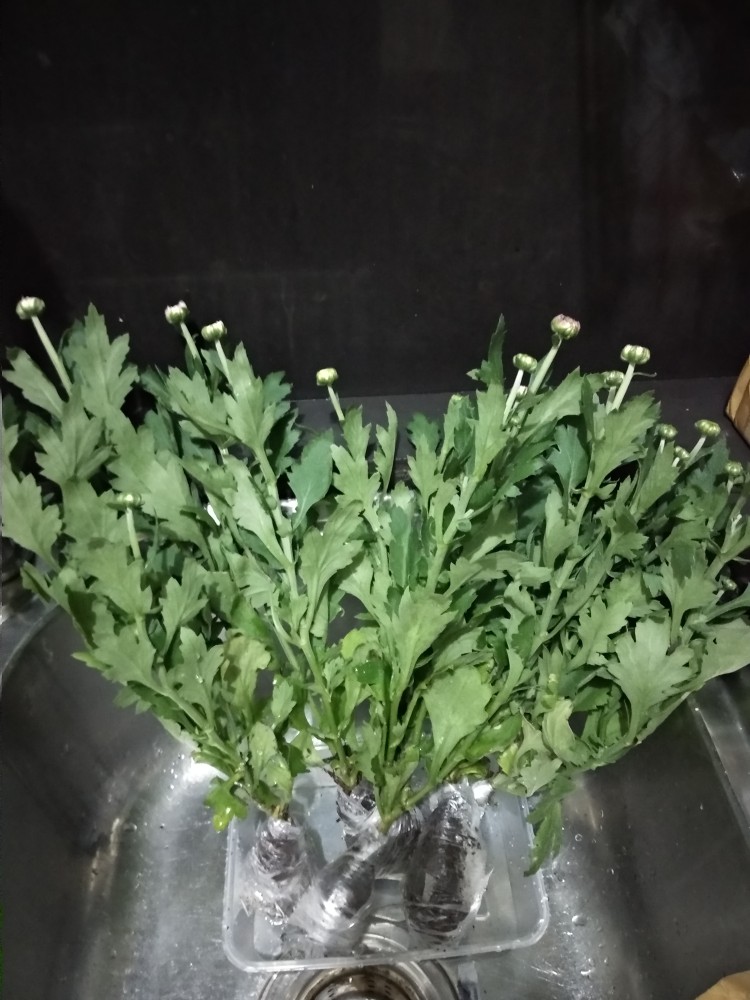 Tanaman Hias Bunga Krisan Pot Isi 5, 1 Warna