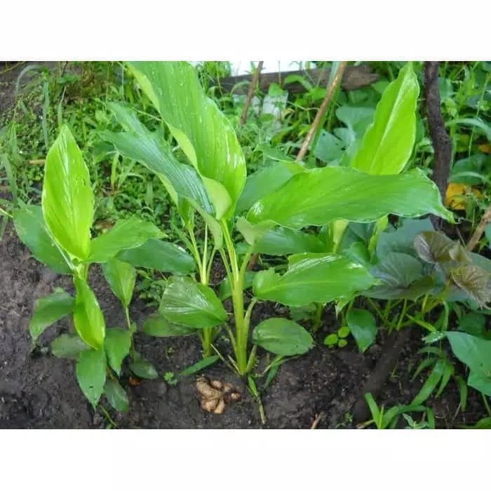 

Tanaman Herbal Temu Giring