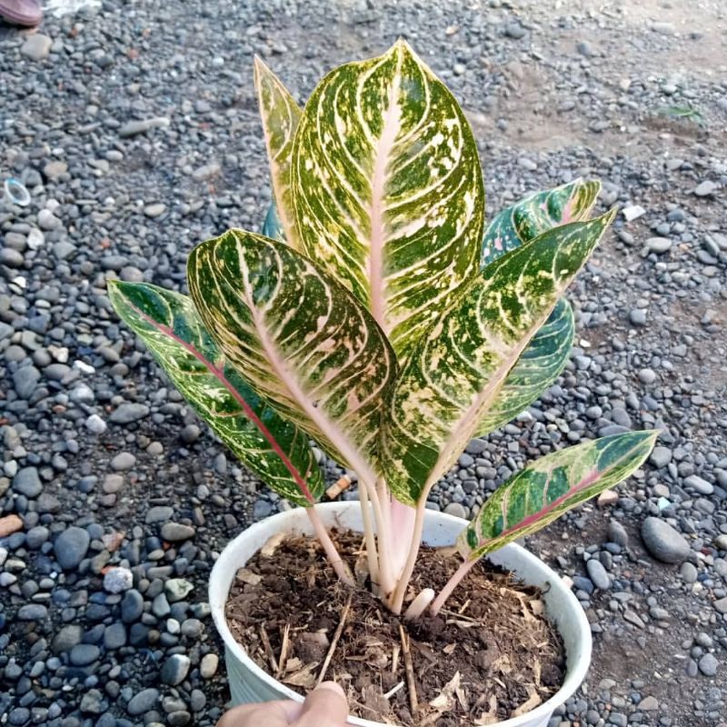 AGLONEMA DONACARMEN MUTASI