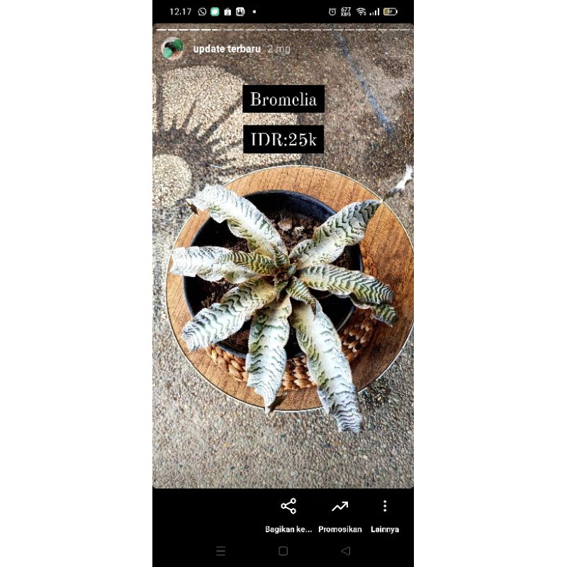 syngonium (godzila+golden allusion) , bromelia, zz plant variegata