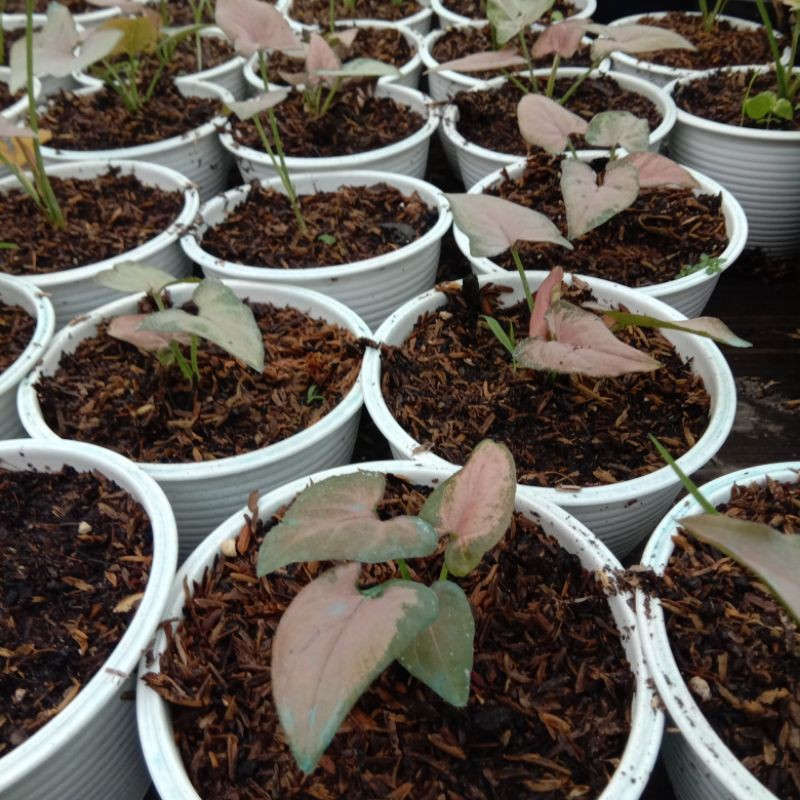 syngonium pink robusta