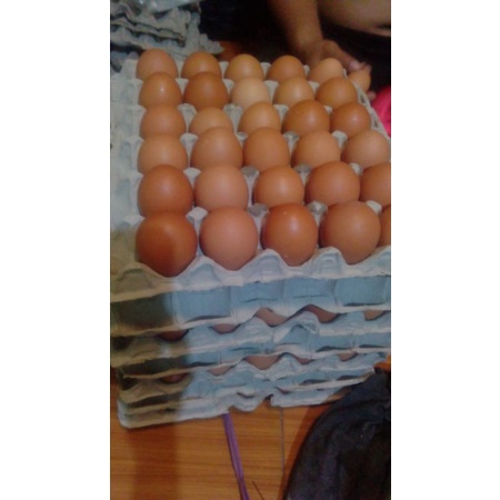 

Telur