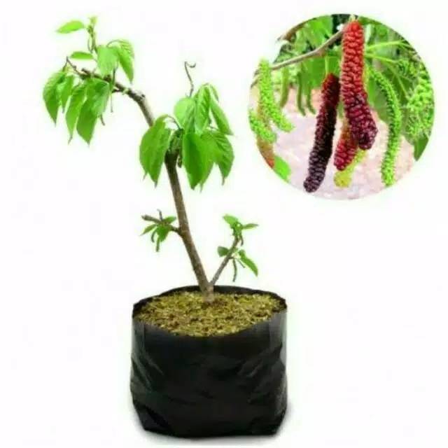 Bibit long murbei super manis