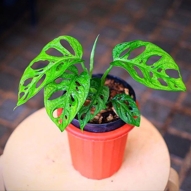 Tanaman hias Janda Bolong - janda bolong murah