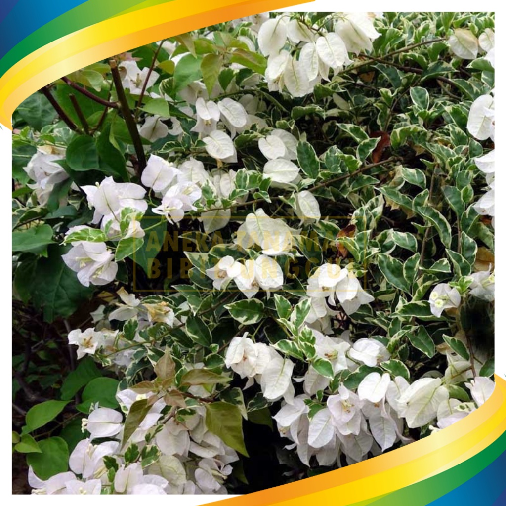 Bibit Bougenville Putih Variegata ( Bunga Kertas )/BOUGENVILLE IMPORT/BOUGENVILLE BATANG BESAR/BUNGA