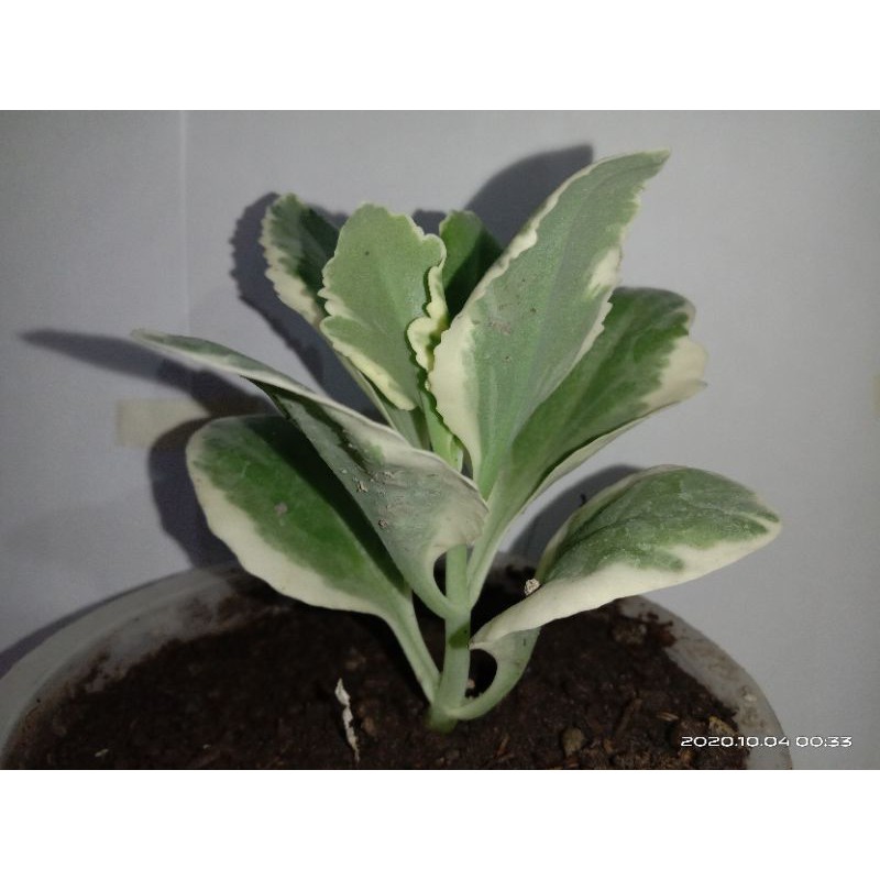 Tanaman hias Cocor bebek varigata