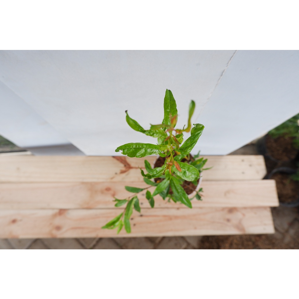 Tanaman Buah Delima Merah