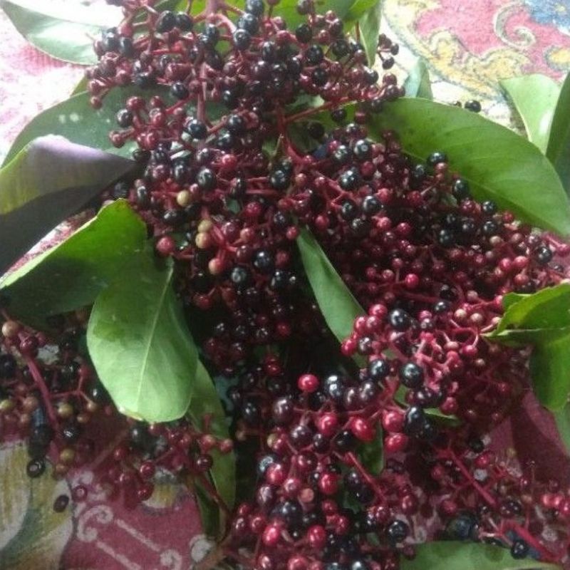 

Buah langka lampeni (buah lampeni)