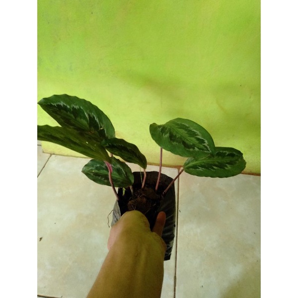 Calathea veitchiana-realpick tanaman hias CALATHEA