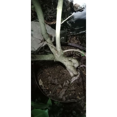 bunga sepatu mikro Kw