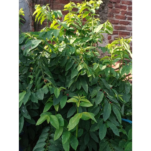 

Daun Katuk Segar 100 Gram