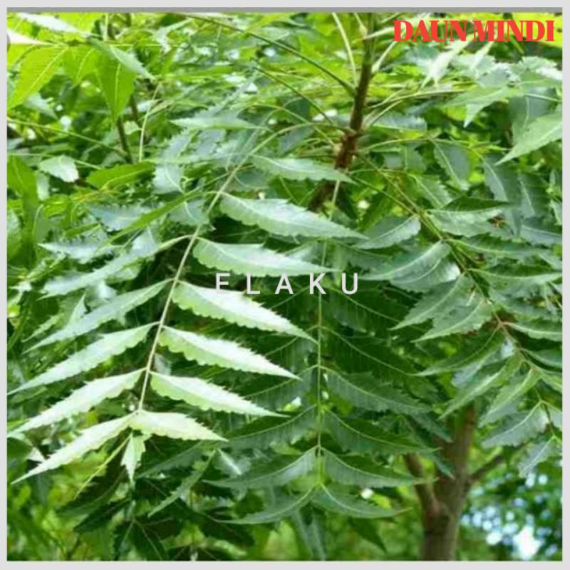 

Daun Mimba / Mindi