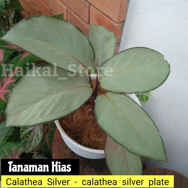 Calathea Silver - Calathea silver plate - Tanaman hias Calathea