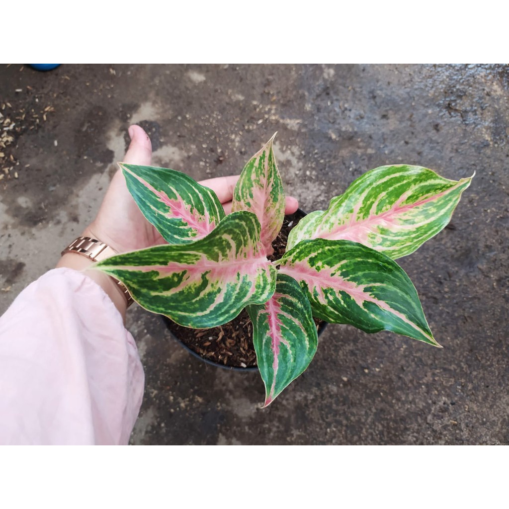 Tanaman Hias Indoor Aglaonema Aglaonema Pink Beauty