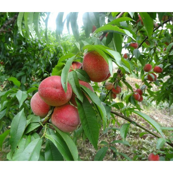 Bibit Persik/ Bibit Peach Super