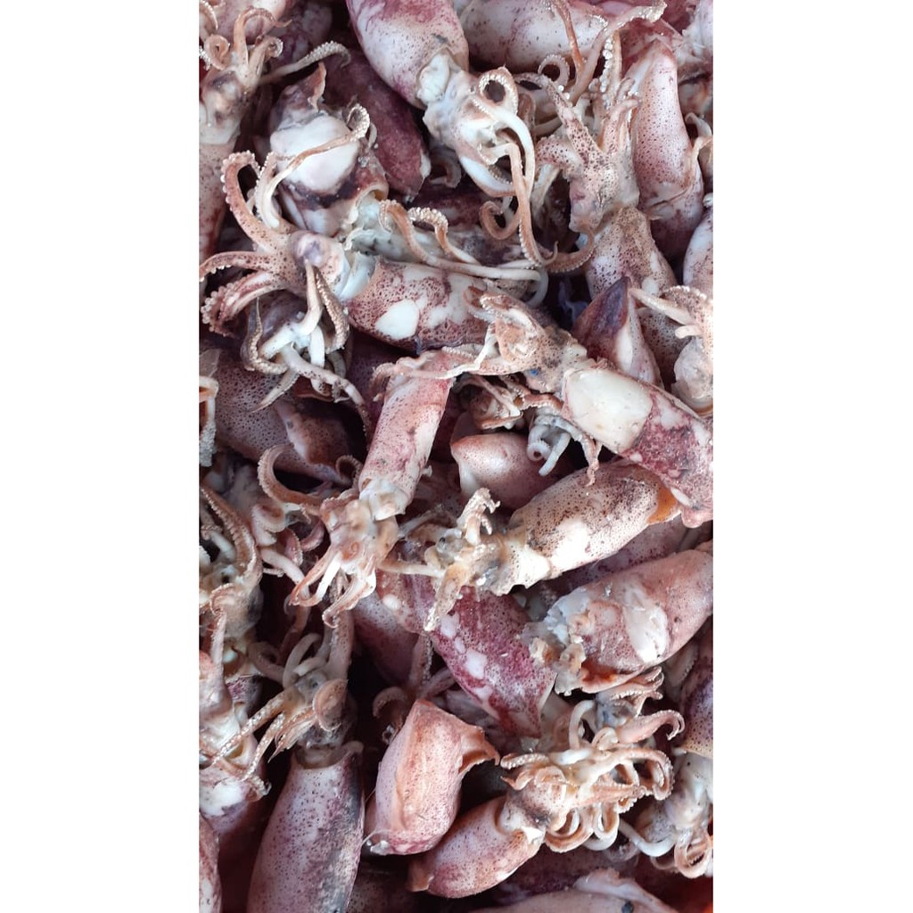 

Cumi Kering Cumi ASIN Jarrum 1/2 Kg -Sundry Small Squid Salty