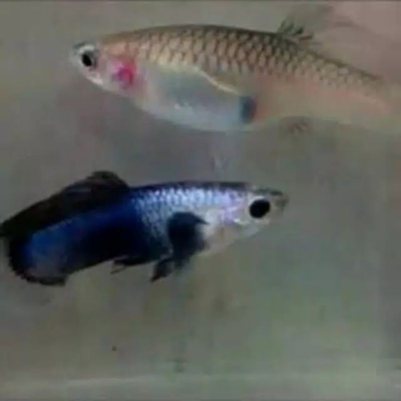 Ikan hias  Guppy  mini panda
