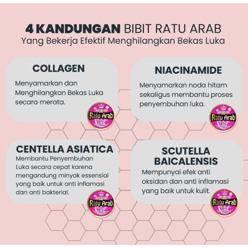 bibit ratu arab original (250 gr/pot)
