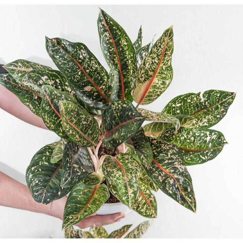 Tanaman hias aglonema donacarmen/aglonema Dona carmen -Tanaman hias hidup-Bunga Hias-Bunga Hidup -ke